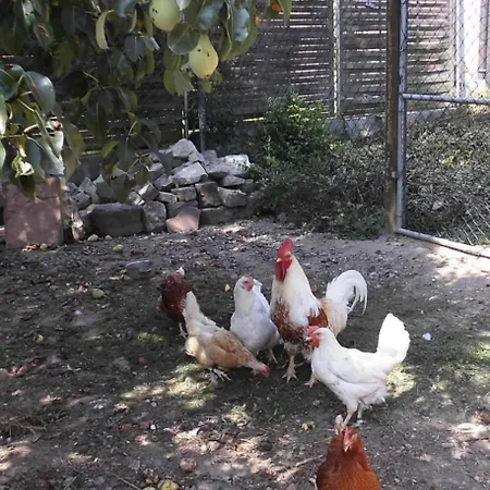 Iff's Ferienhof, Apfelbaum Nyaraló *